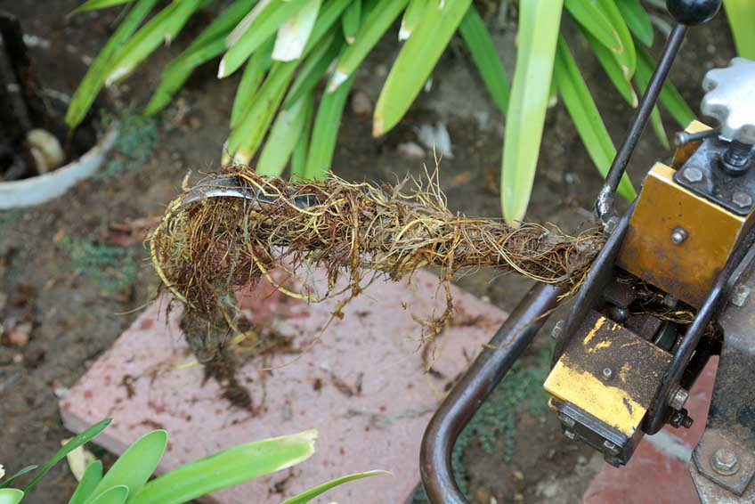 tree roots in sewer pipes